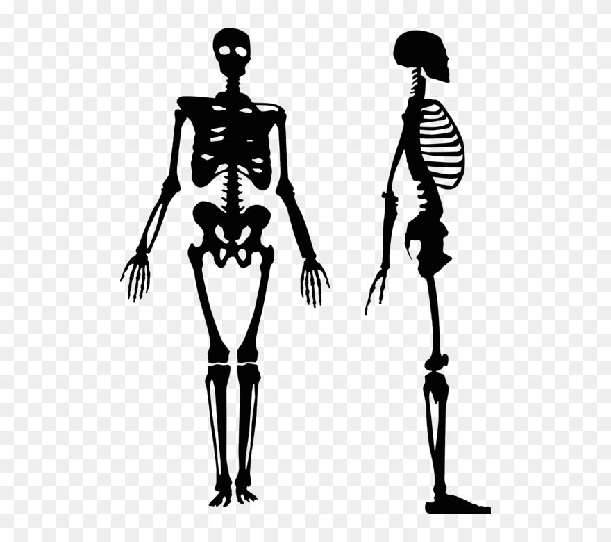 Vector Graphics Human Skeleton Clip Art Royalty-free - Human Skeleton Silhouette - Png Download