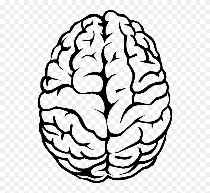 Brain Drawing Clip Art - Brain Drawing - Png Download