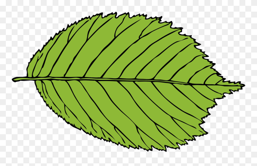 Png Beech Leaf Clipart Transparent Png
