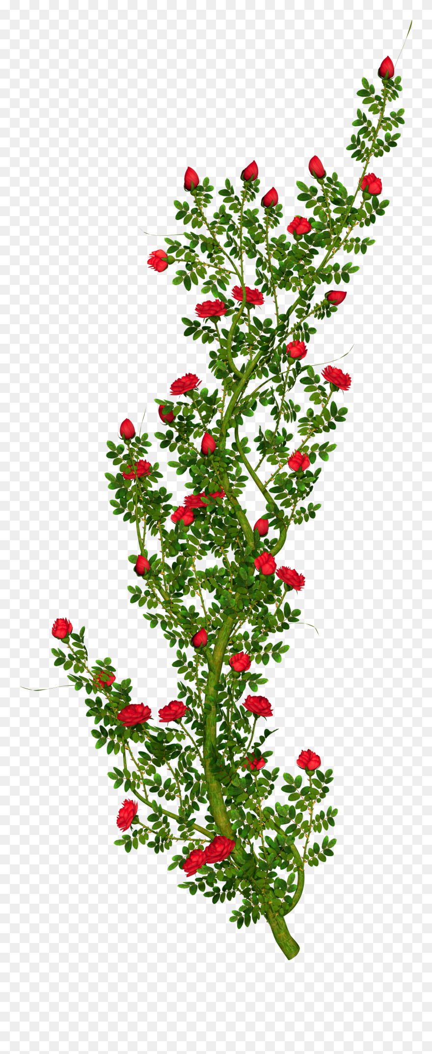Rosebush Clipart - Rose Flower Tree Png Hd Transparent Png