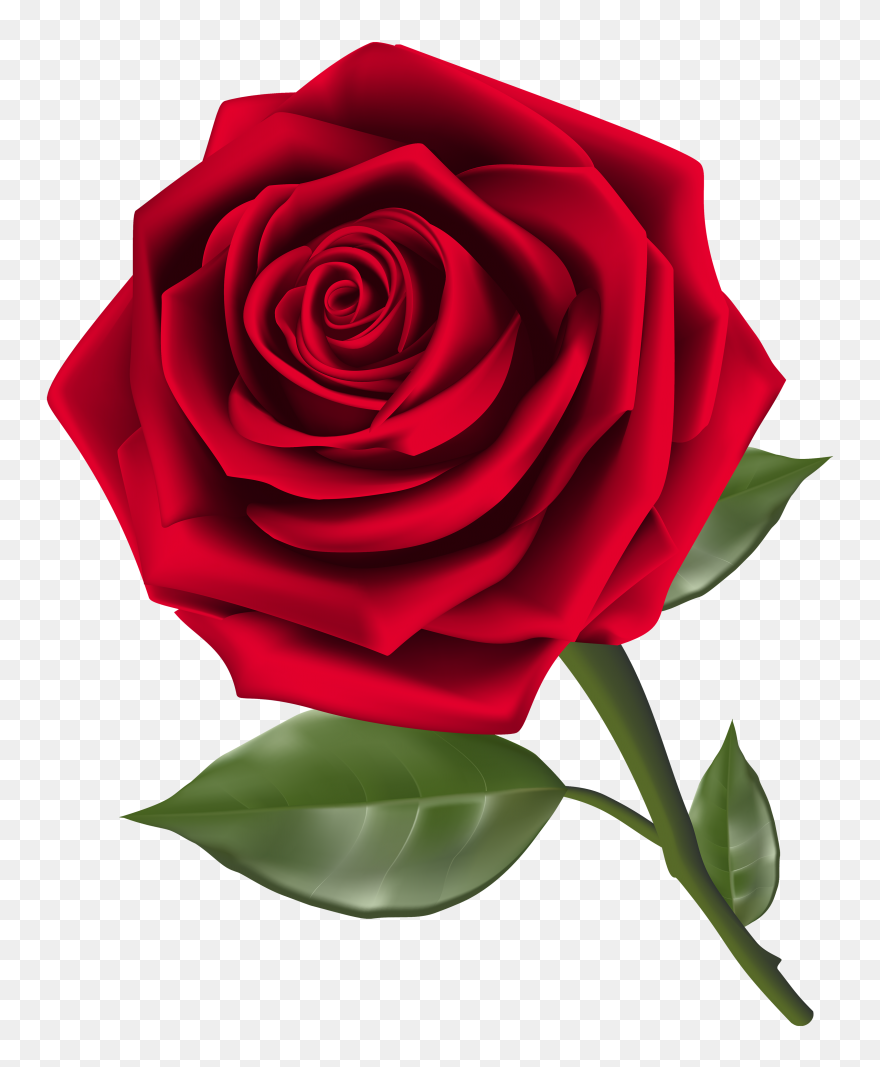 Rose Clipart Png Transparent Png