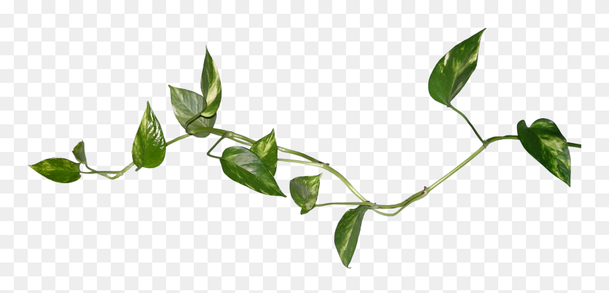 Music Box Rose Bush Easy Elegance Roses - Watercolor Leaves Png Clipart