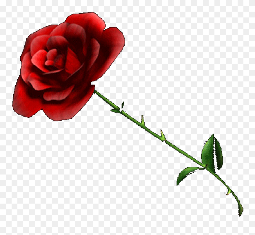 Red Rose With Transparent Background Clipart