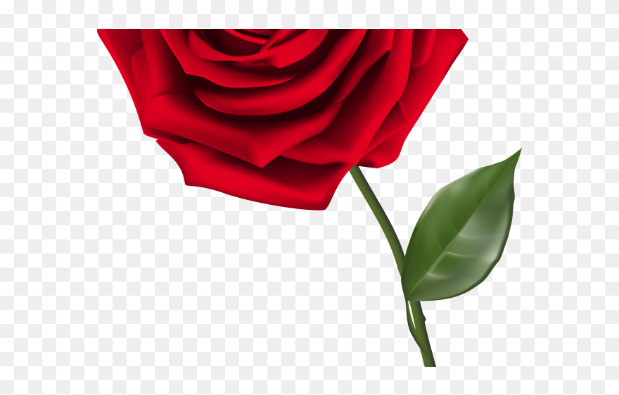 Rose Clip Art - Png Download