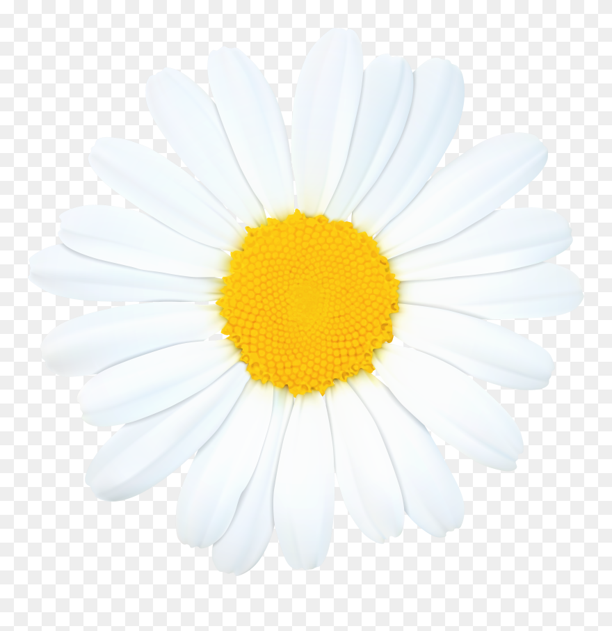 Png Flowers Daisy Clipart