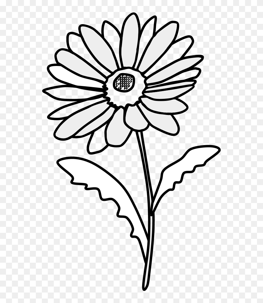 Daisy, Petals, Black And White - Clipart Daisy Black And White - Png Download