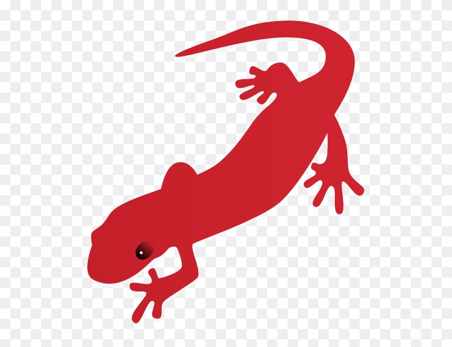 Cute Salamander Drawing - Salamander Clipart - Png Download