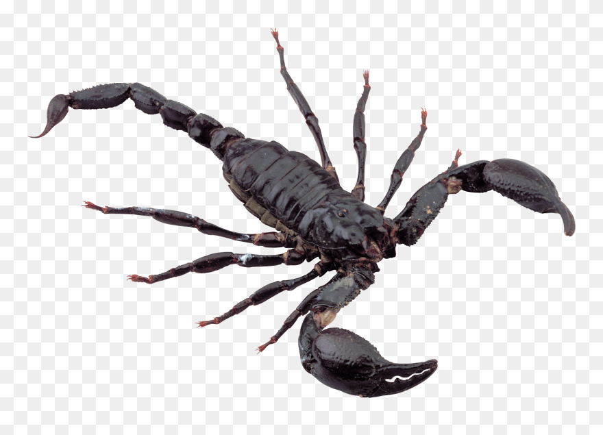 Scorpion Png Image - Scorpion Png Clipart