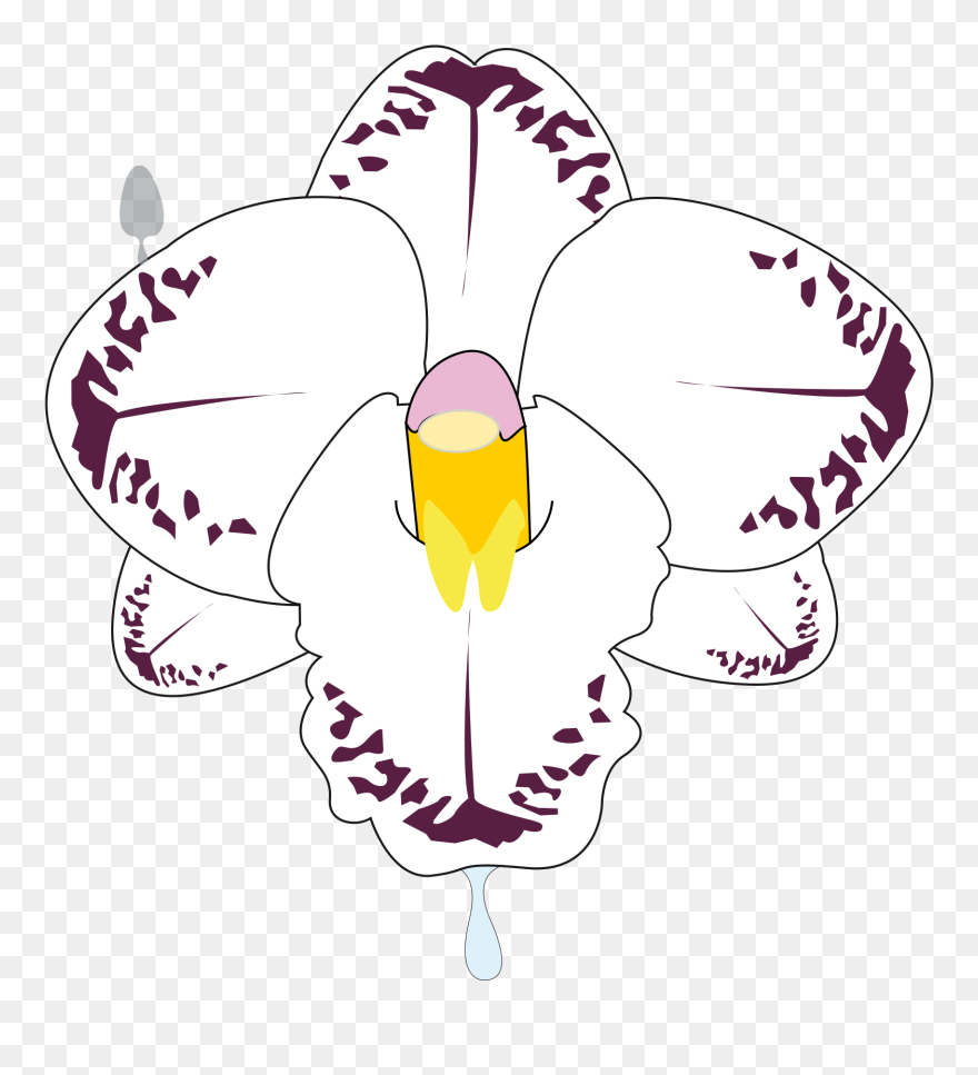 Fleur Svg Clip Arts - Orchids - Png Download