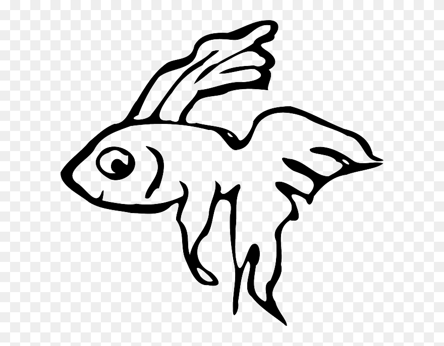 Ornamental Fish, Fish, Animal, Aquarium, Swimming - Beta Fish Clip Art - Png Download