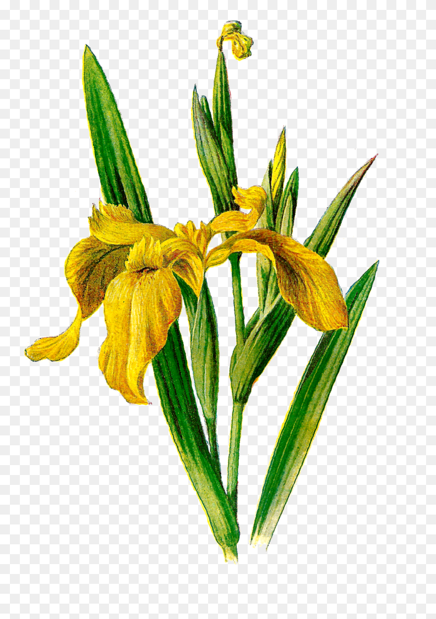 Iris Clipart - Iris Flower Yellow Png Transparent Png