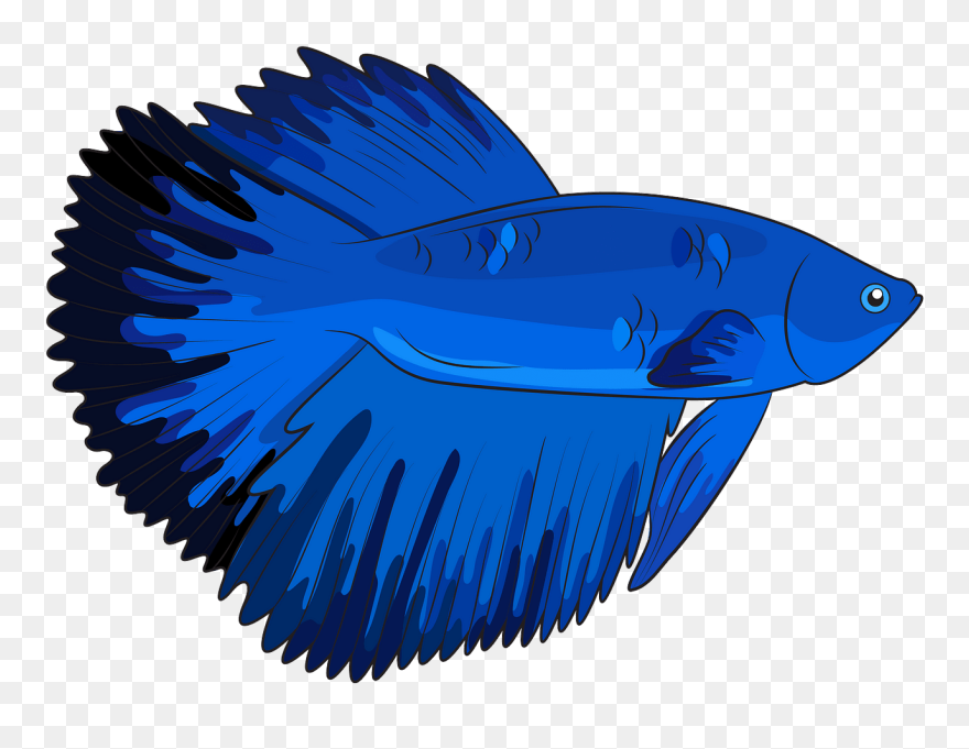 Halfmoon Betta Fish Clipart - Betta Fish Clipart - Png Download