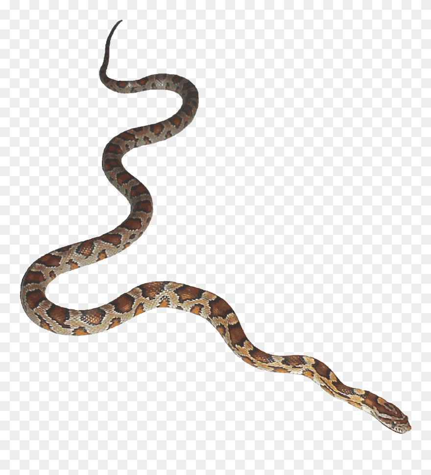 Snake Animation Desktop Wallpaper Clip Art - Snake Transparent - Png Download