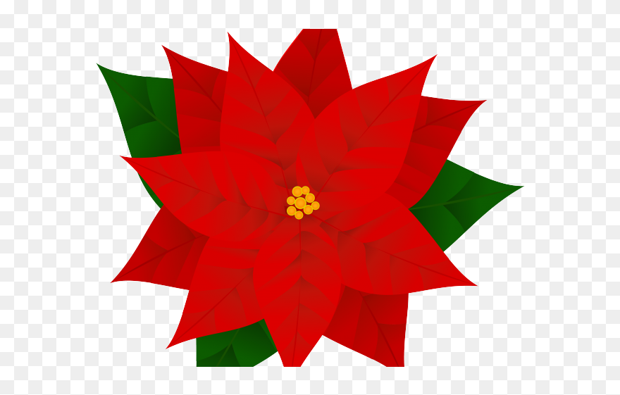 Clip Art Transparent Poinsettia - Png Download