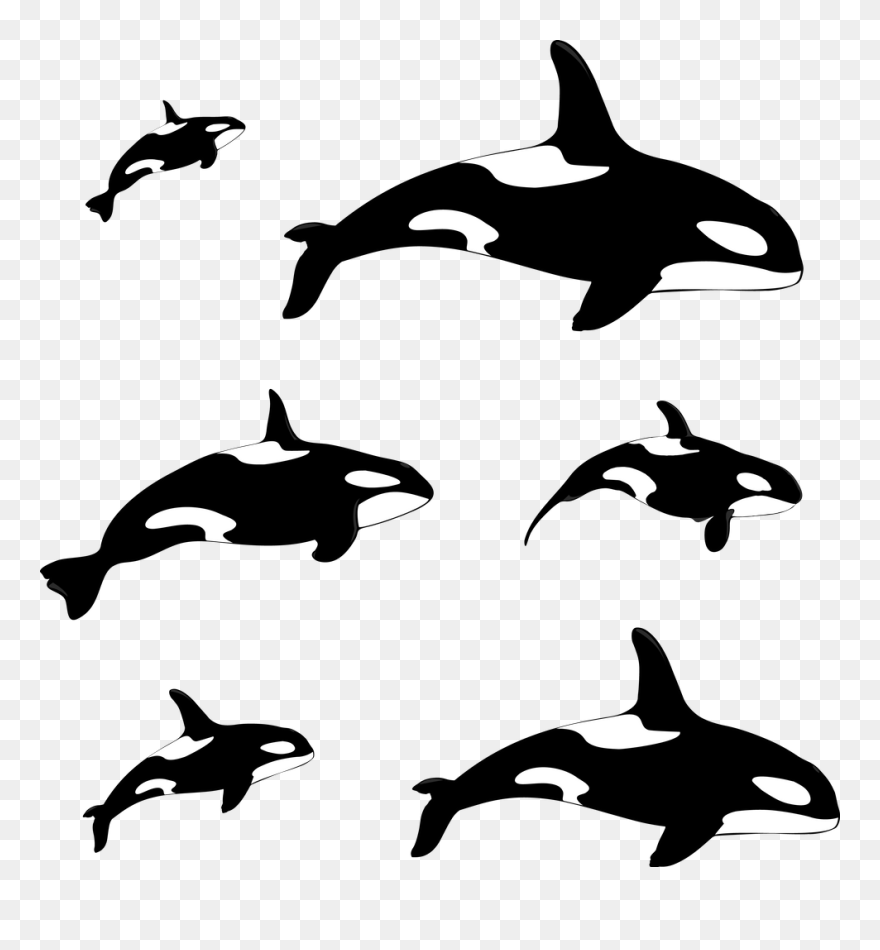 Killer Whale Clipart