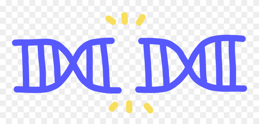 Image Of A Double Stranded Break In The Center Of A - Double Strand Breaks Dsbs Clipart