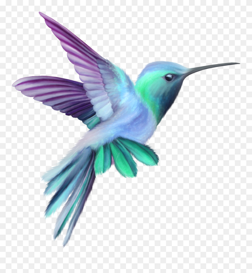 Hummingbird Clipart - Clipart Best - Hummingbird Pink And Purple - Png Download