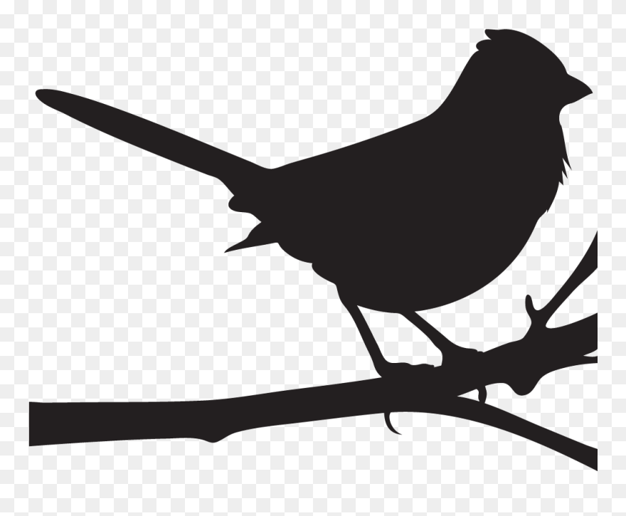 Cornell Lab Of Ornithology Spotted Towhee All About - Mockingbird Png Clipart