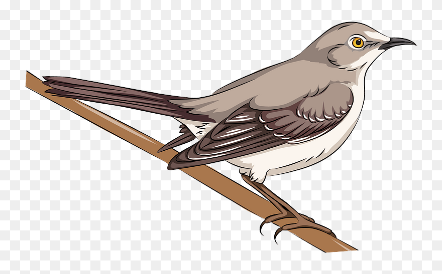 Northern Mockingbird Clipart - Mockingbird Clipart - Png Download