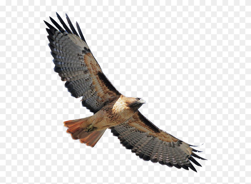 Coopers Hawk Clipart Sea Hawk - Red Tailed Hawk Clipart - Png Download