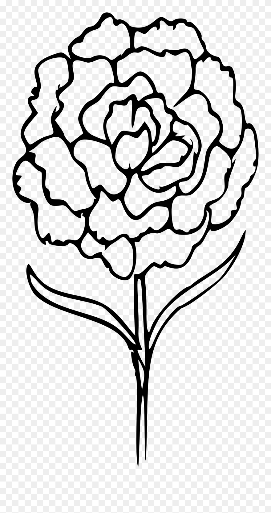 Flower Line Clipart Image Black And White Download - Carnation Flower Outline - Png Download