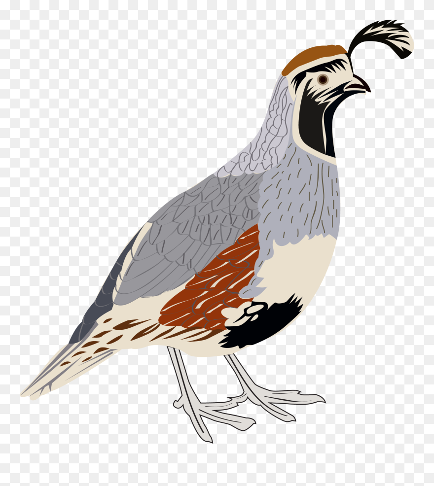 Transparent Quail Clipart - Quail Clipart Transparent - Png Download