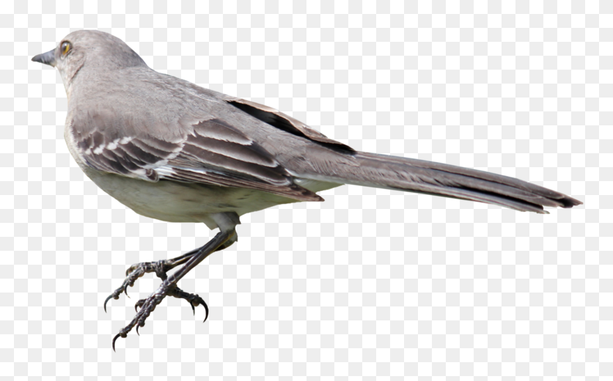 Download Free Png Mockingbird Png 01 By Thy Dar - Mockingbird Png Clipart
