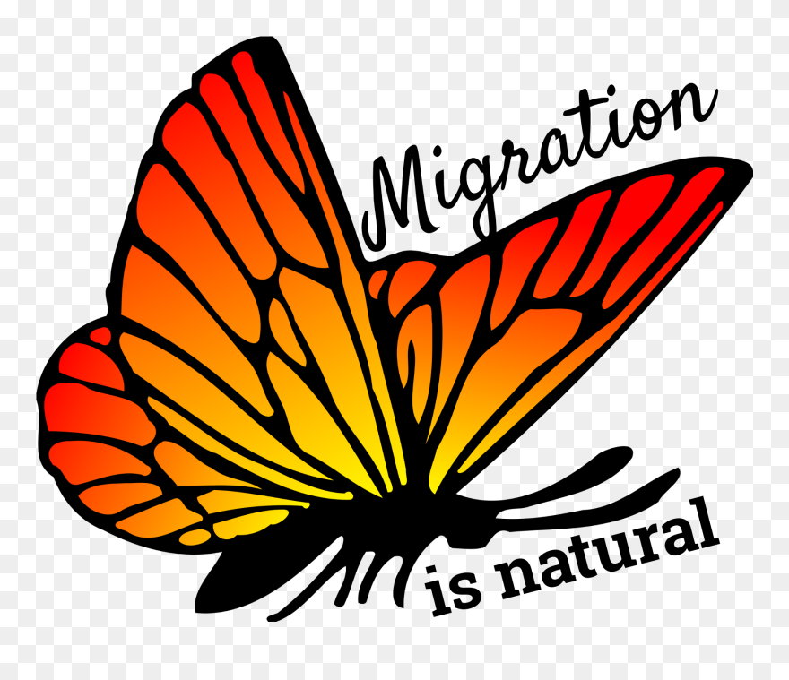 Butterfly Drawing With Colour Clipart