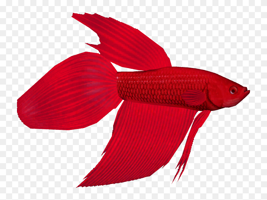 Betta Clipart Feed The Fish - Bony-fish - Png Download