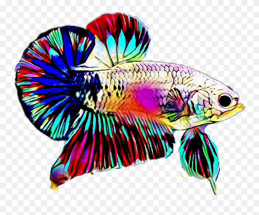#betta - Betta Fish Logo Vector Clipart