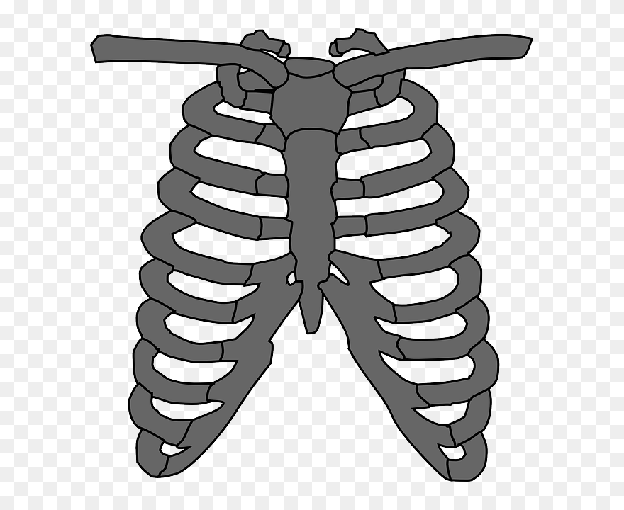 Bones Clipart Rib - Chest Bones Png Transparent Png