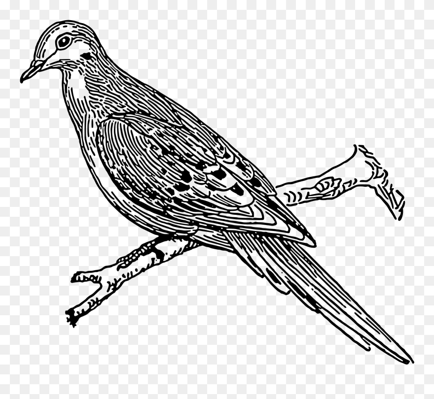 Cuckoo Bird Drawing Clipart