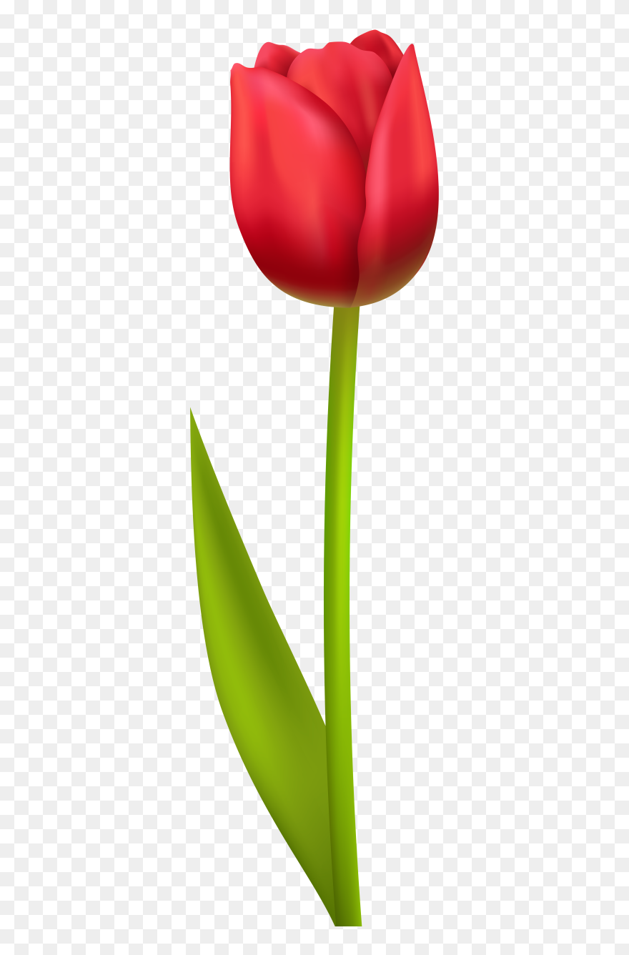 Red Tulips Clipart - Png Download