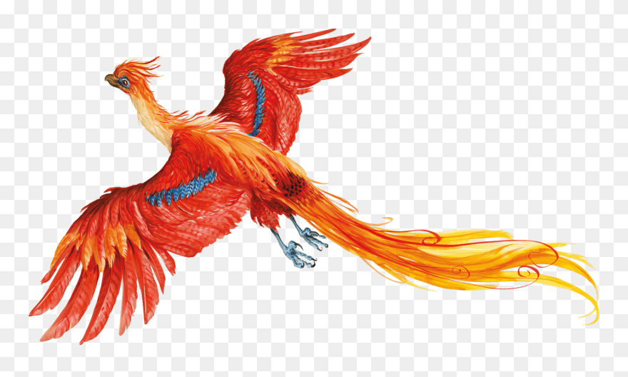 Harry Potter Png Images Transparent Free Download - Harry Potter Phoenix Illustration Clipart