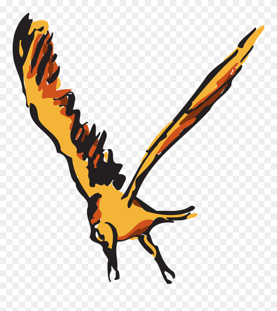 Red Orange Bird Free Photo - Icon Kepala Burung Merak Clipart