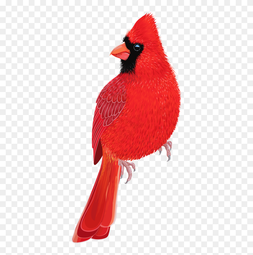 Transparent Red Cardinal Png Clipart