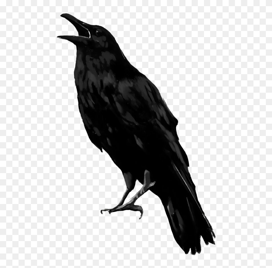 Raven Bird Png Transparent Image - Raven Png Clipart