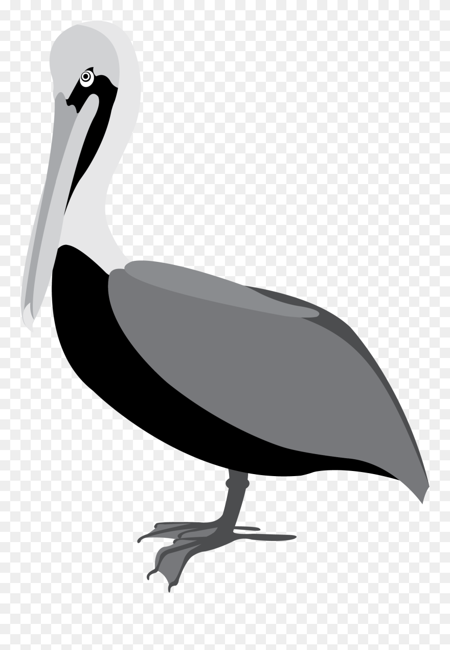 Black And White Pelican Vector Clip Art - Pelicans Vector Png Transparent Png