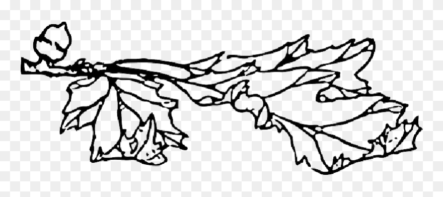 Outline, Leaf, Tree, Acorn, Branch, Plant - Oak Clipart
