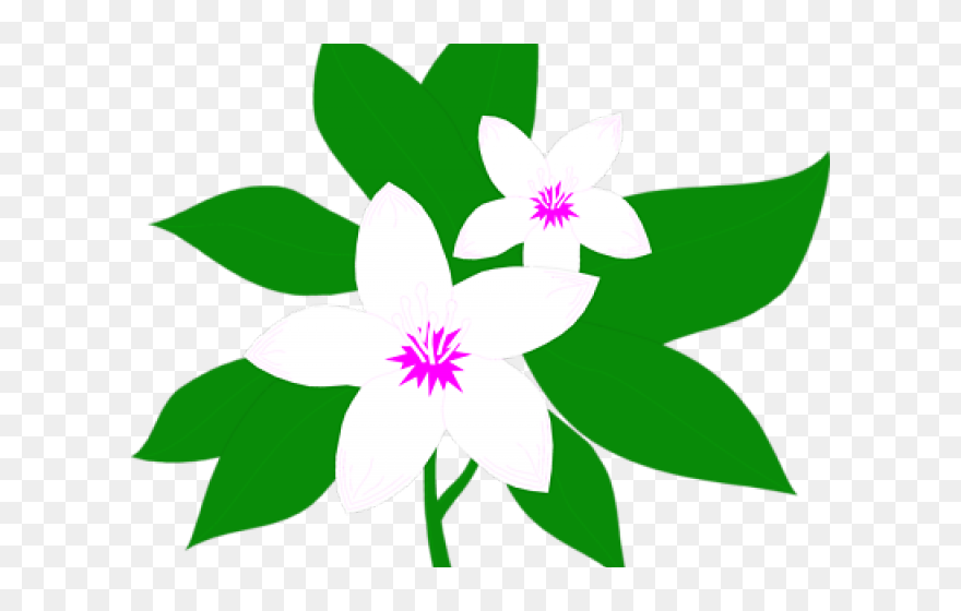 Jasmine Flower Jasmine Clipart Png Transparent Png