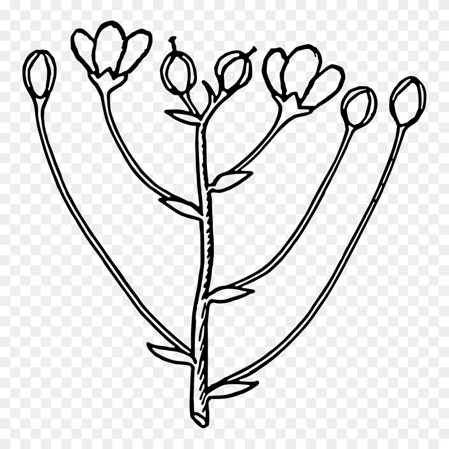 Download Age Clipart - Black And White Bud - Png Download