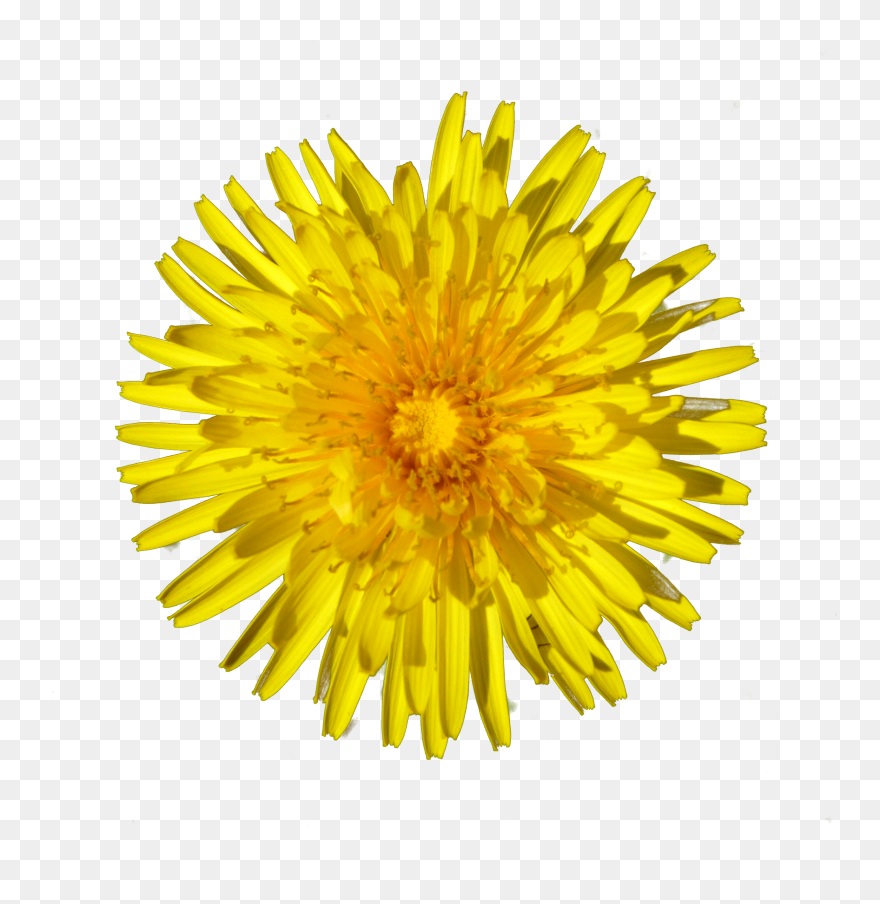 Dandelion Puff Drawing - Dandelion Clipart