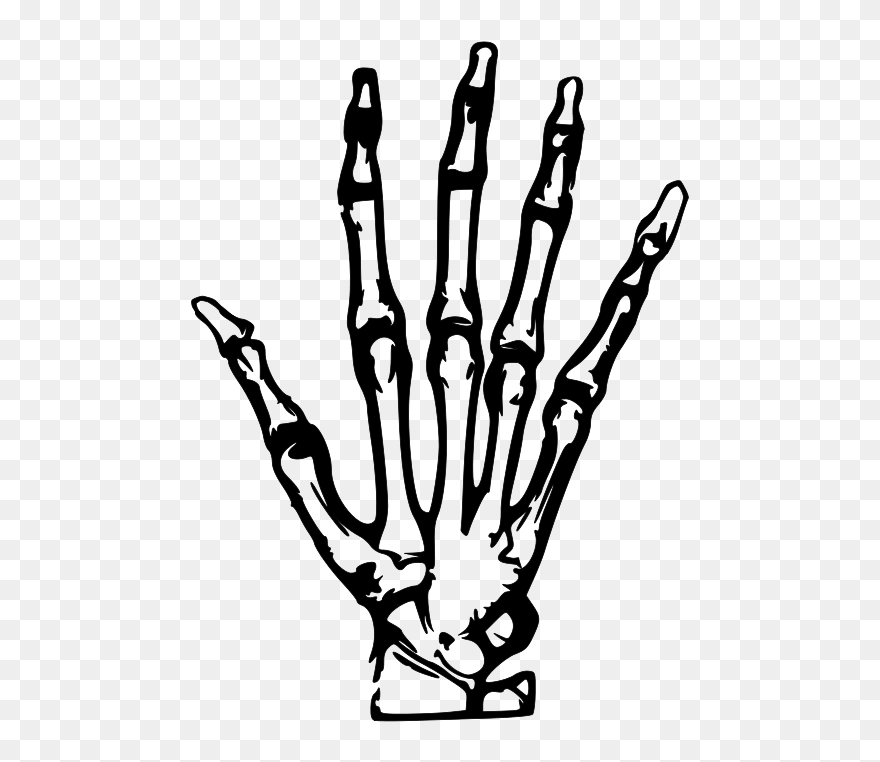 Human Skeleton Hand Bone Clip Art - Skeleton Hand Clipart - Png Download