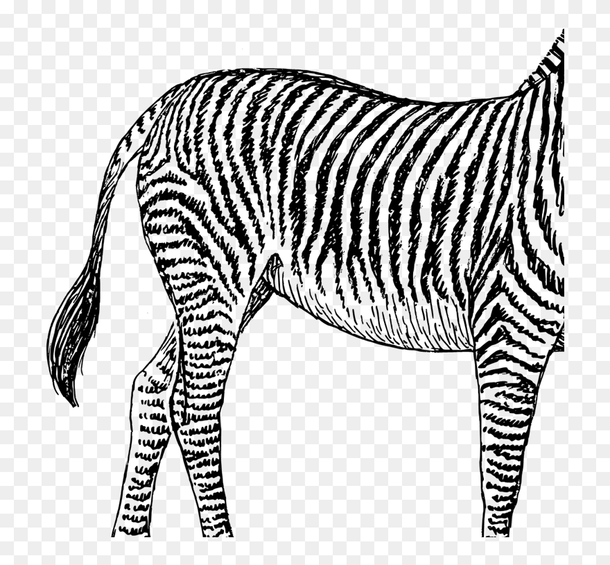 Zebra Clipart Black And White Png Transparent Png