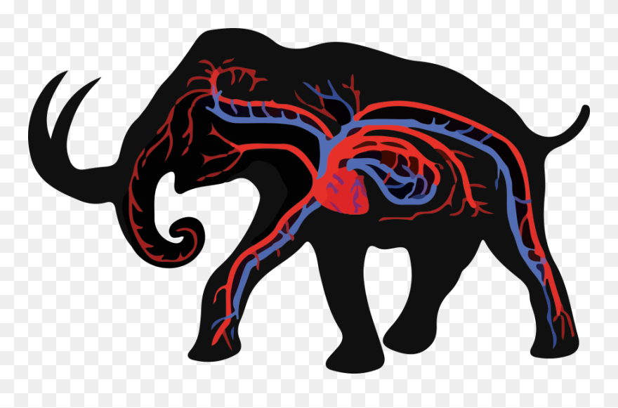 Red Blood Cells Of Elephant Clipart