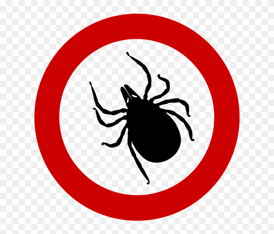 Transparent Parasite Png - Tick Bug Png Clipart