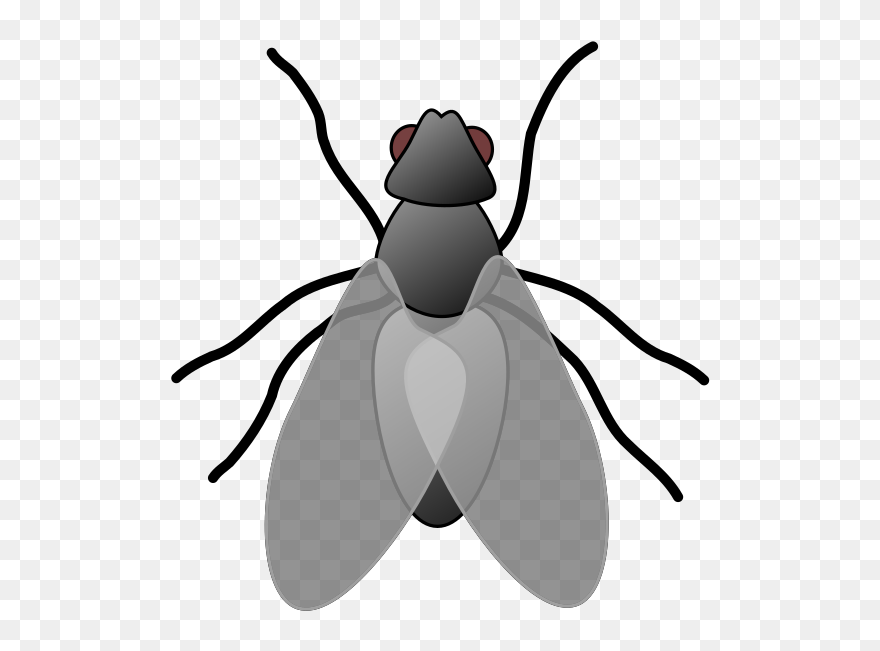 Fly Clip Art - Png Download