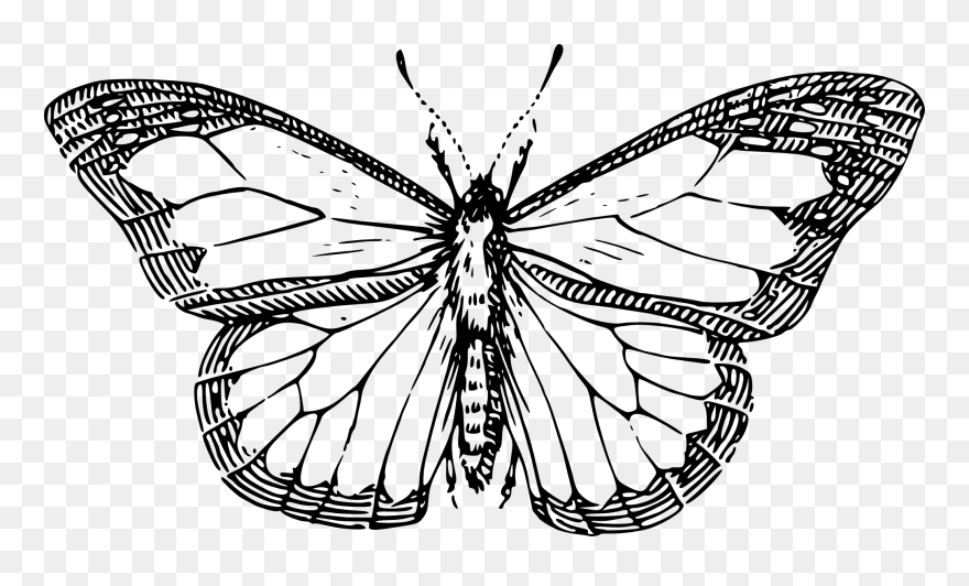 Butterfly Drawing Black And White Clipart