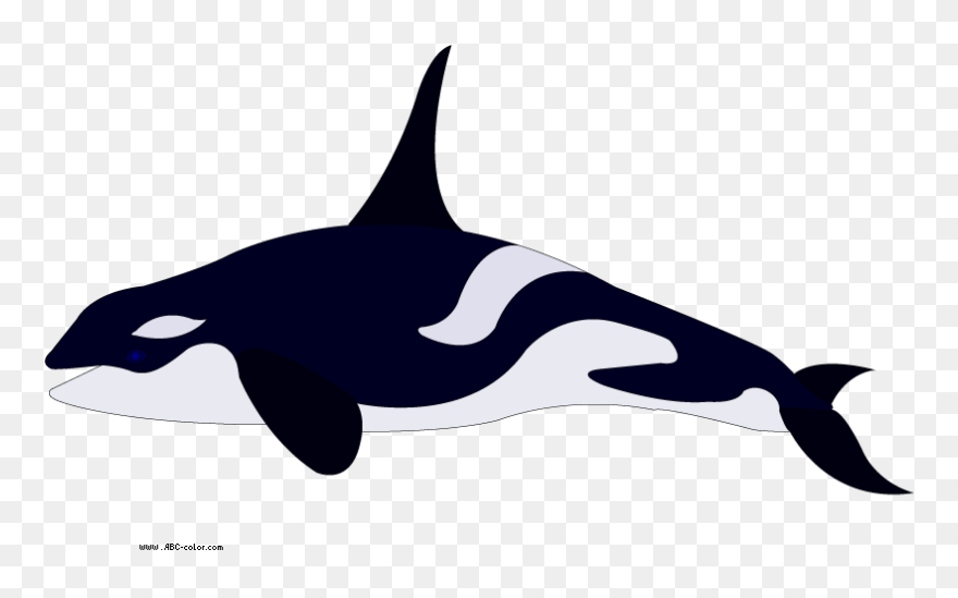 Pygmy Killer Whale Dolphin - Whale Para Colorear Clipart