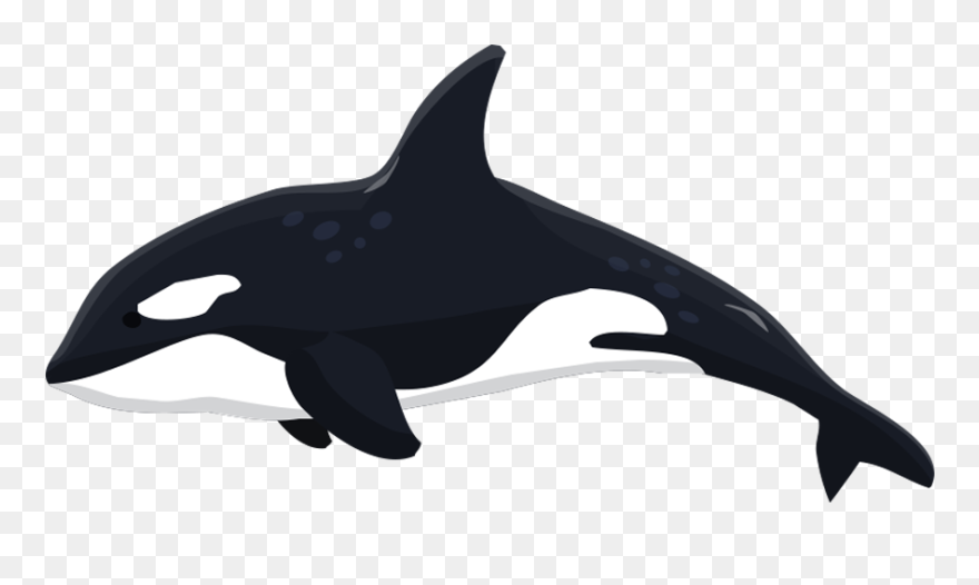 Orca Clipart Whale Dolphin, Orca Whale Dolphin Transparent - Transparent Killer Whale Clipart - Png Download